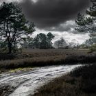 Dunkle Heide