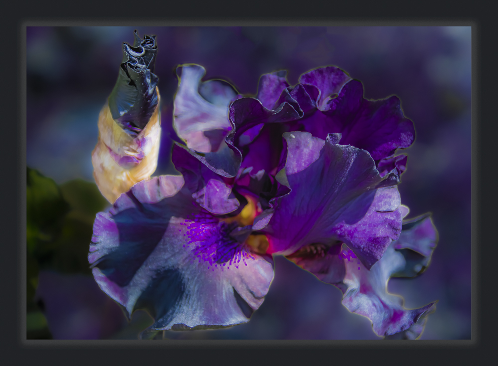 dunkle Iris