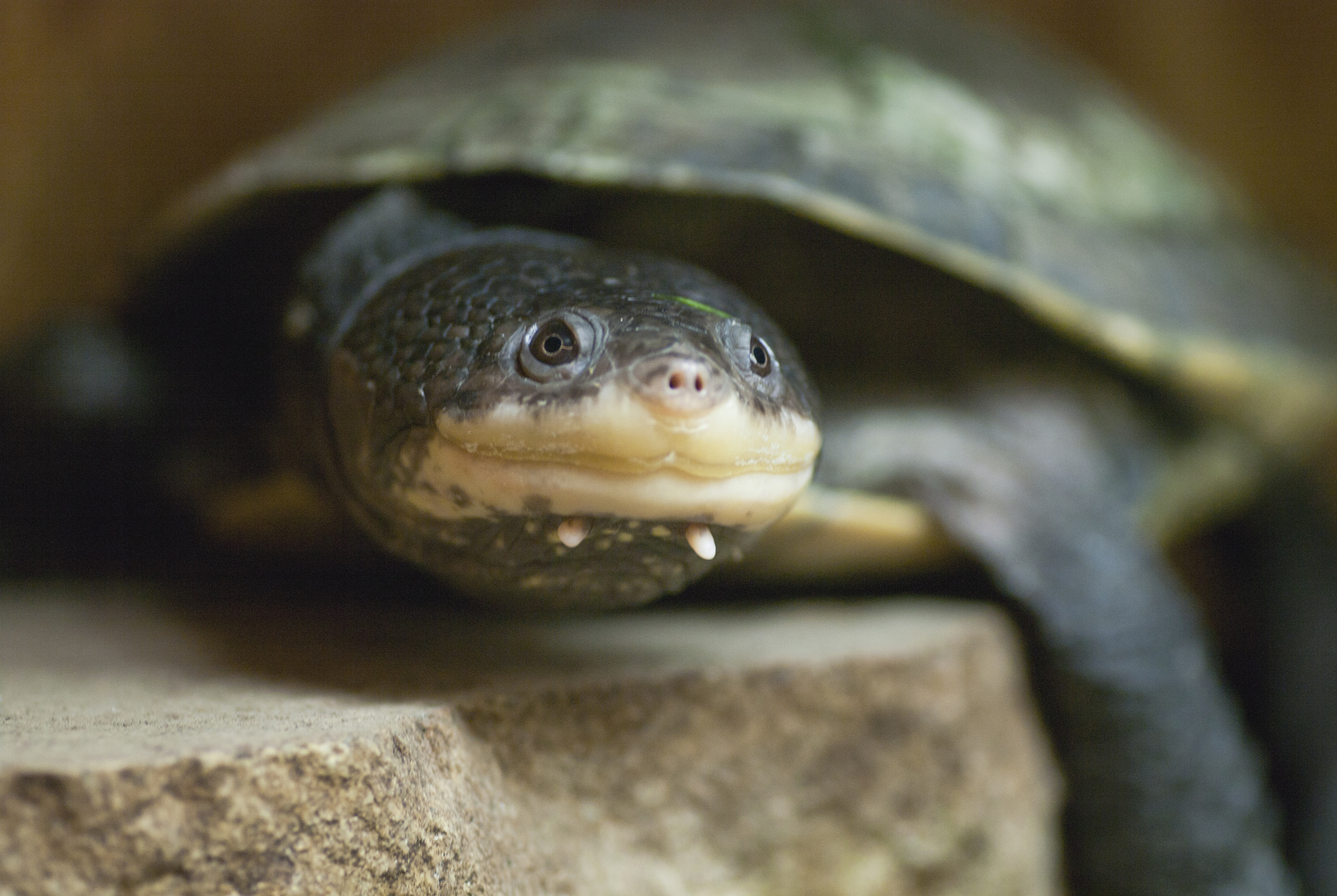 Dunkle Krötenkopfschildkröte - fotografiert in der Reptiliensammlung von Neu-Ulm