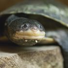 Dunkle Krötenkopfschildkröte - fotografiert in der Reptiliensammlung von Neu-Ulm