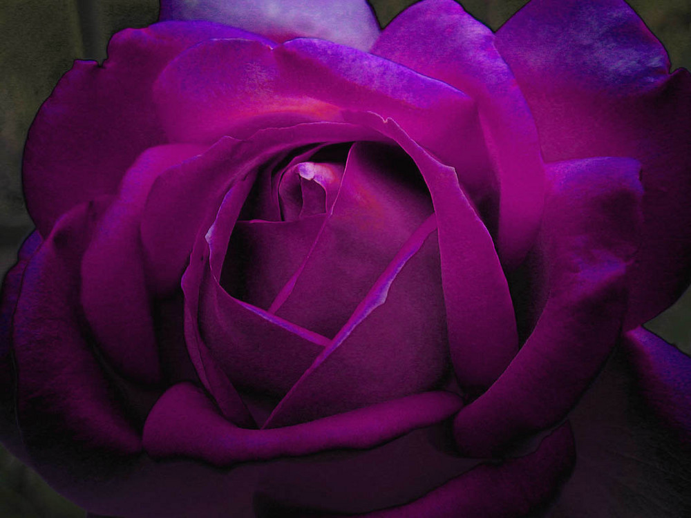 Dunkle lila Rose Foto & Bild | pflanzen, pilze & flechten ... Dunkle lila Rose Foto & Bild | pflanzen, pilze & flechten ...