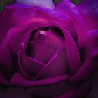 Dunkle lila Rose