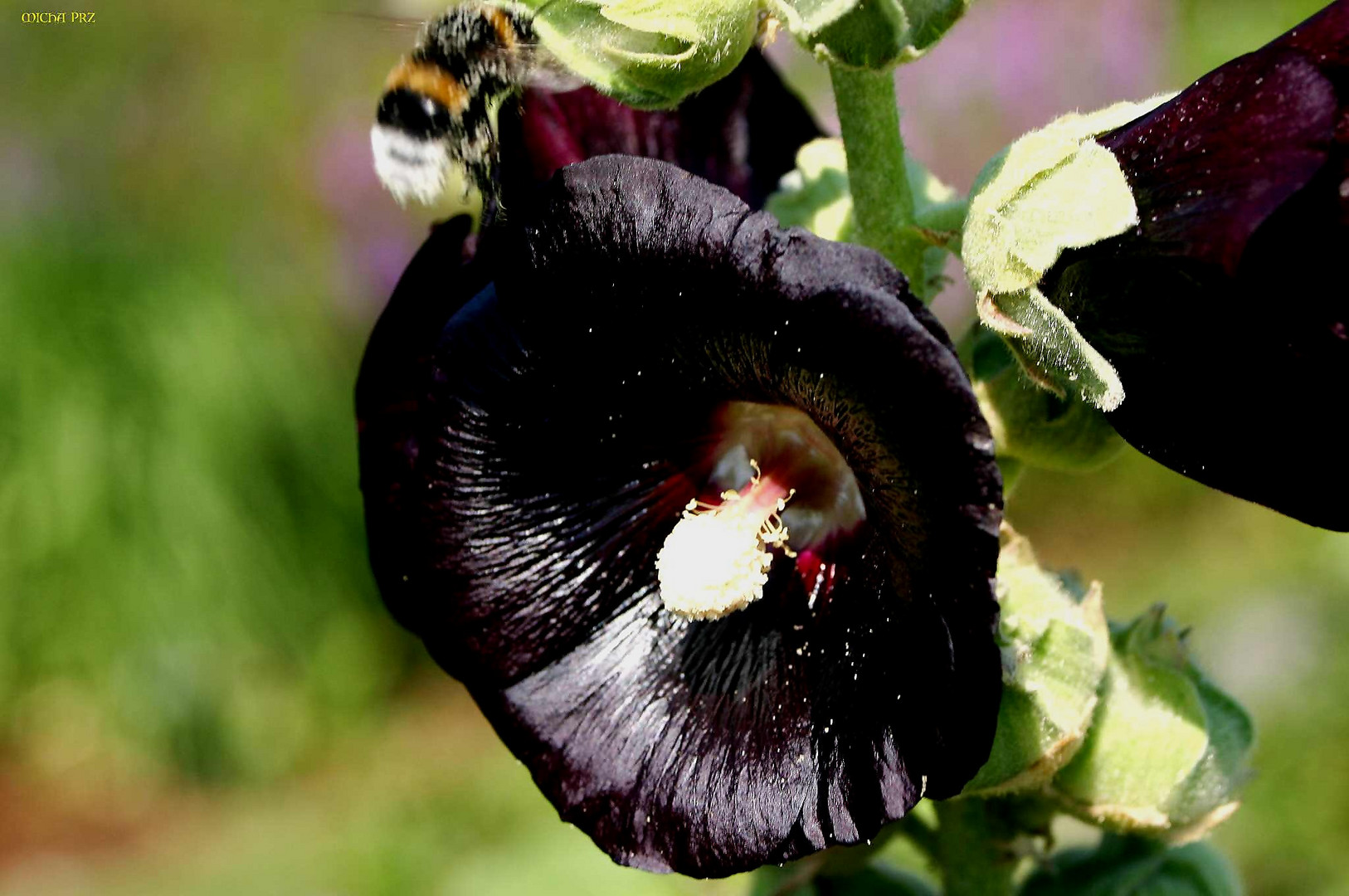 dunkle Malve in meinem Garten - sehr beliebt bei Bienen