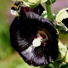 dunkle Malve in meinem Garten - sehr beliebt bei Bienen