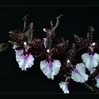 dunkle Orchidee vor schwarzem Grund