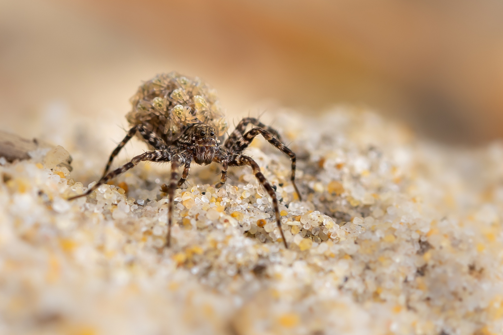 Dunkle Pantherspinne mit Nachwuchs