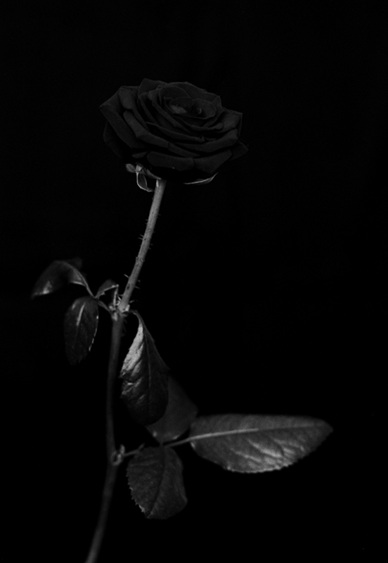 Dunkle Rose