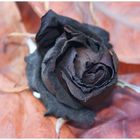 Dunkle Rose
