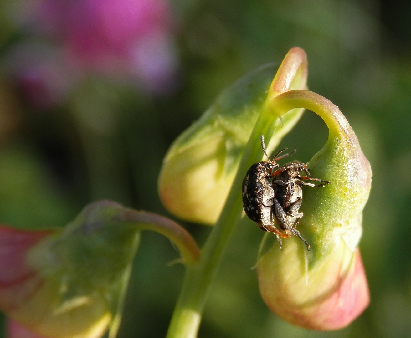 Dunkle Samenkäfer (Bruchus affinis) bei der Paarung