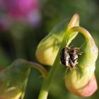 Dunkle Samenkäfer (Bruchus affinis) bei der Paarung