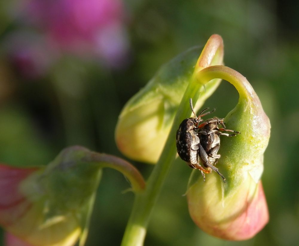 Dunkle Samenkäfer (Bruchus affinis) bei der Paarung