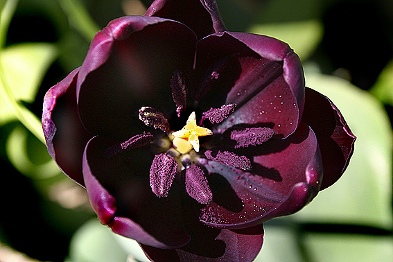 Dunkle Schönheit im Tulpenfeld