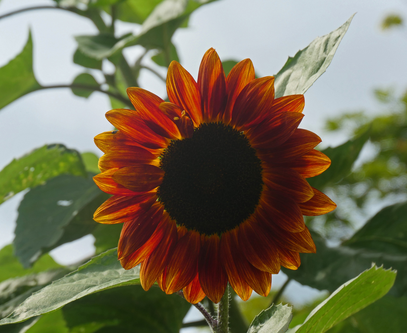 Dunkle Sonnenblume Foto & Bild | europe, Österreich, pflanzen, pilze ...