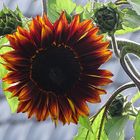 Dunkle Sonnenblume