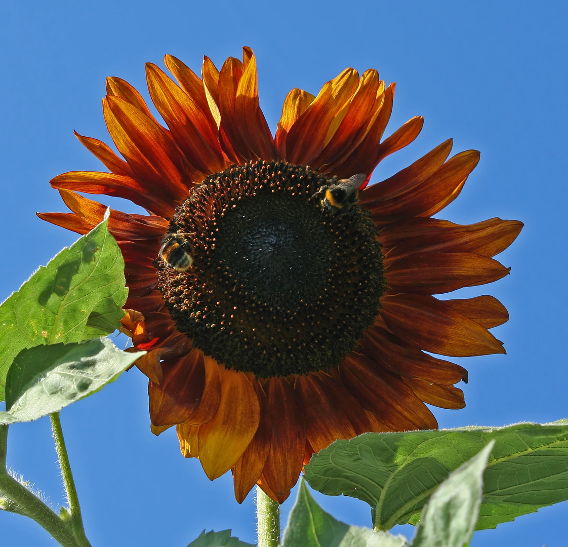 Dunkle Sonnenblume mit Gästen