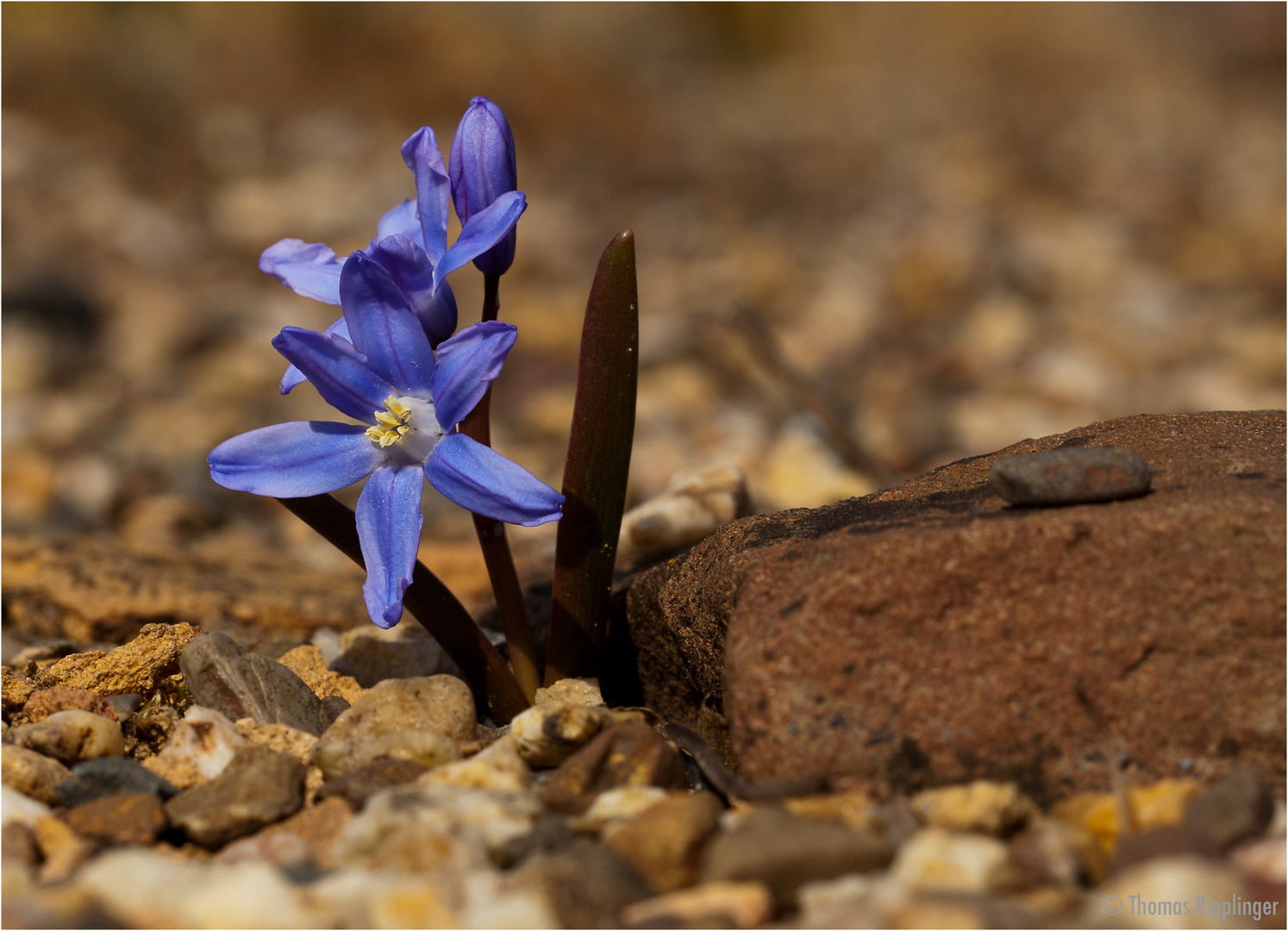 Dunkle Sternhyazinte (Chionodoxa sardensis) ..