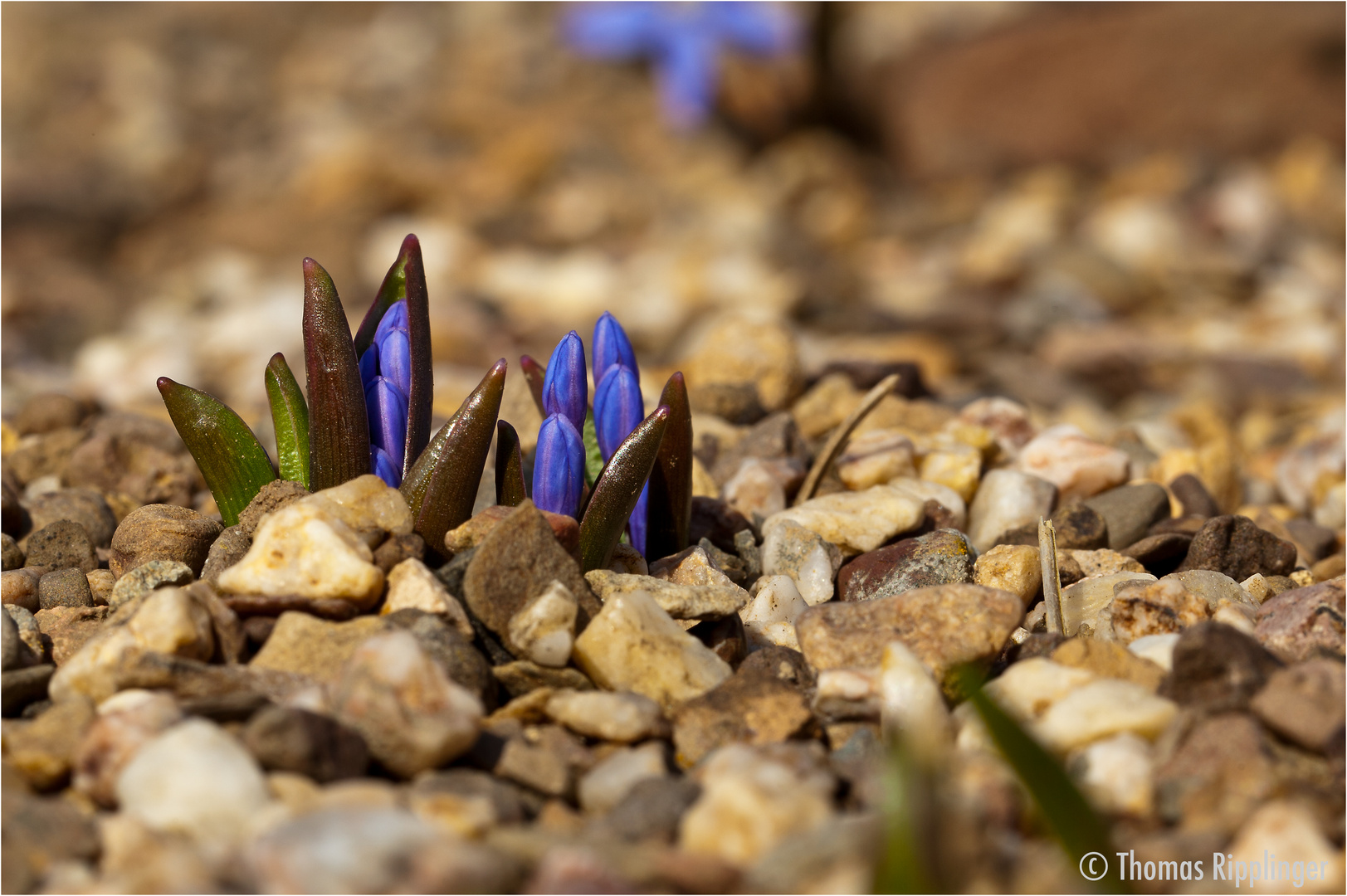 Dunkle Sternhyazinte (Chionodoxa sardensis)