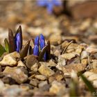 Dunkle Sternhyazinte (Chionodoxa sardensis)