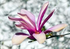 Dunkle Sternmagnolie