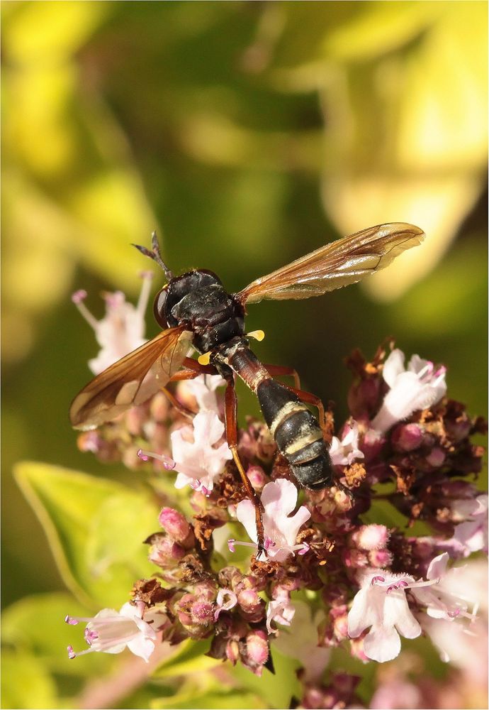 Dunkle Stieldickkopffliege (Physocephala rufipes)