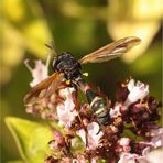 Dunkle Stieldickkopffliege (Physocephala rufipes)