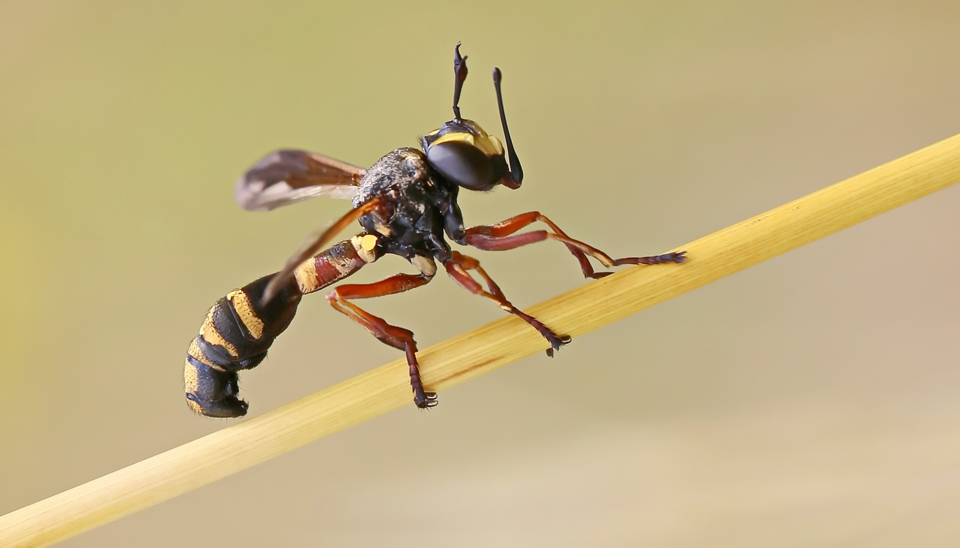 Dunkle Stieldickkopffliege,Physocephala rufipes