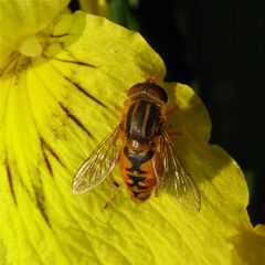 Dunkle Teichrand-Schwebfliege (Parhelophilus versicolor), ein Weibchen.