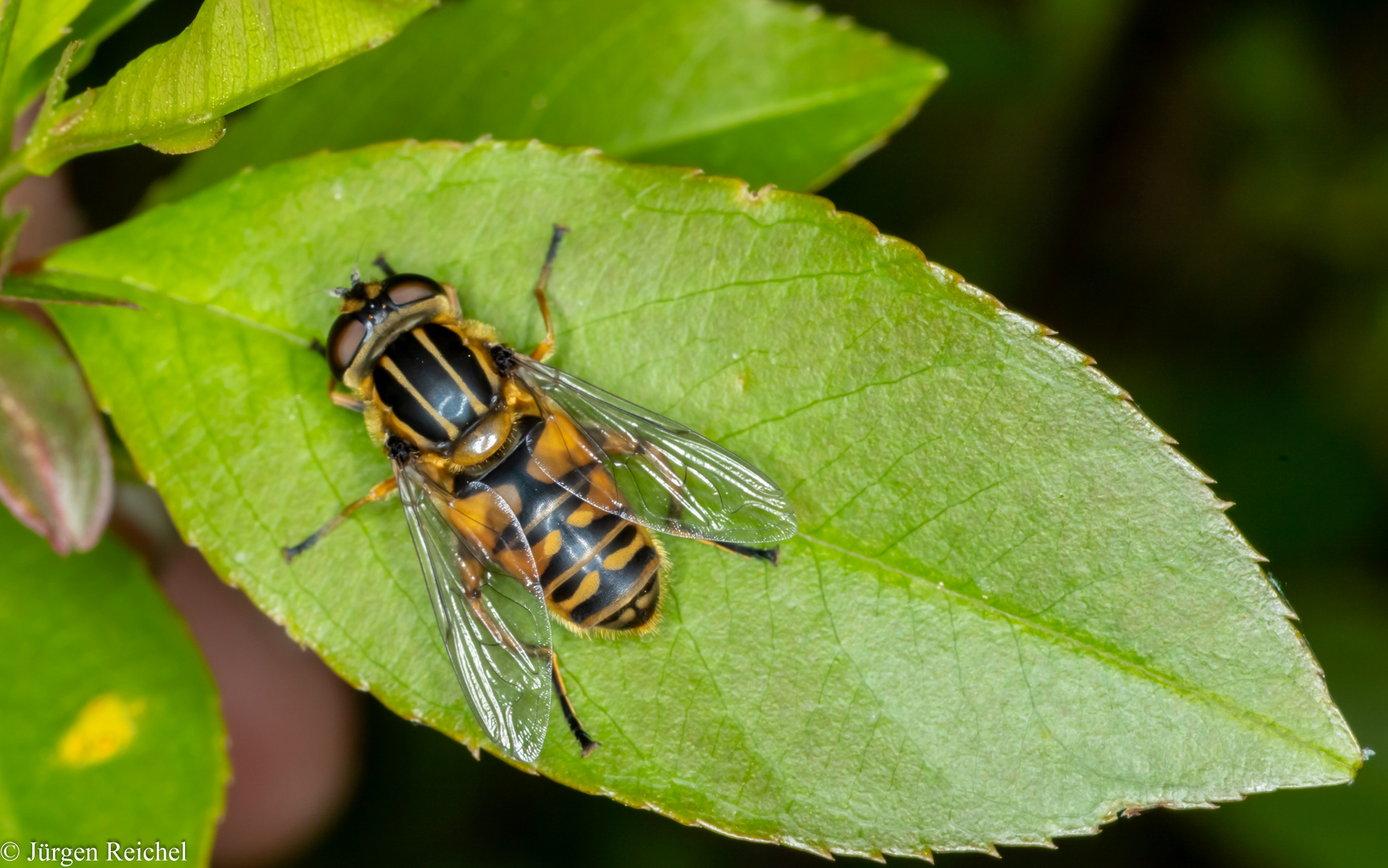 Dunkle Teichrandschwebfliege (Parahelophilus versicolor) 