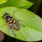 Dunkle Teichrandschwebfliege (Parahelophilus versicolor) 