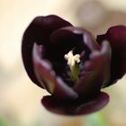 dunkle Tulpe