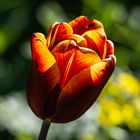 Dunkle Tulpe !