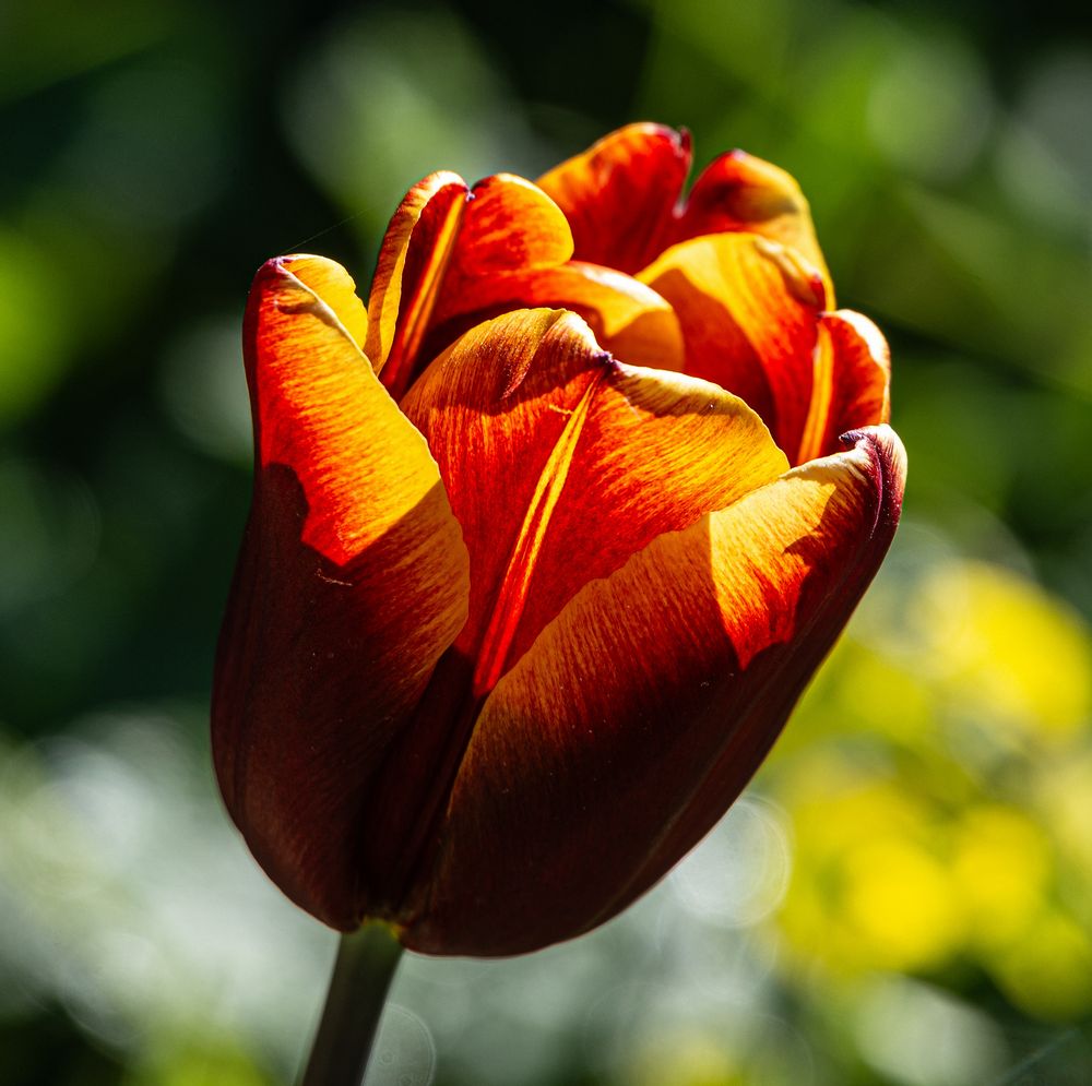 Dunkle Tulpe !