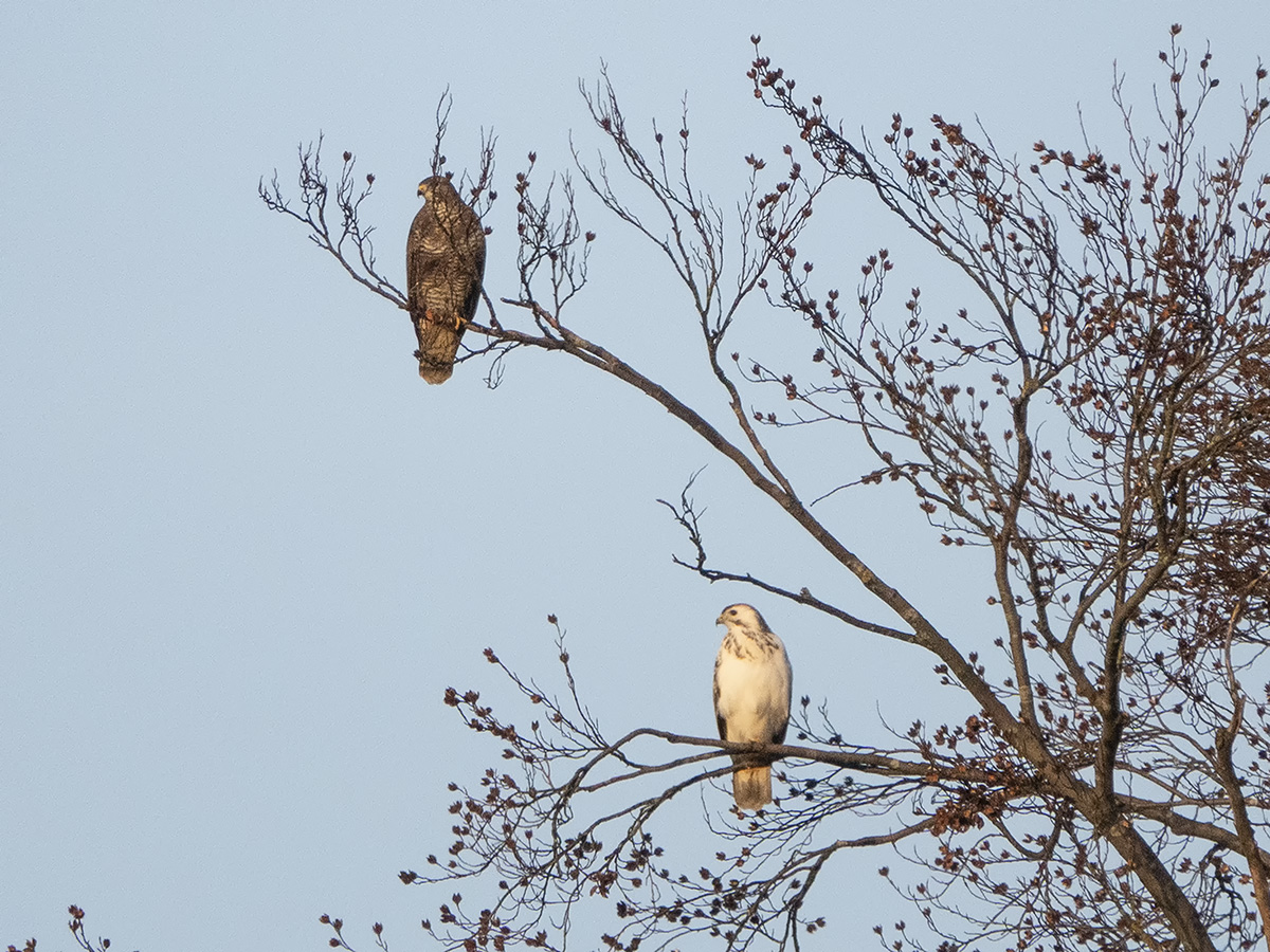 Dunkle und helle Morphe