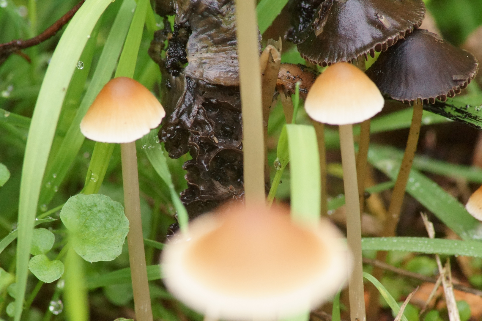 Dunkle und helle Pilze