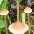Dunkle und helle Pilze