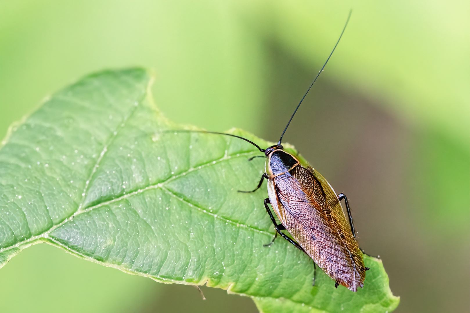 Dunkle Waldschabe