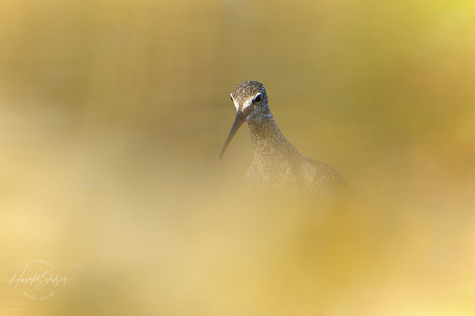 Dunkle Wasserläufer 