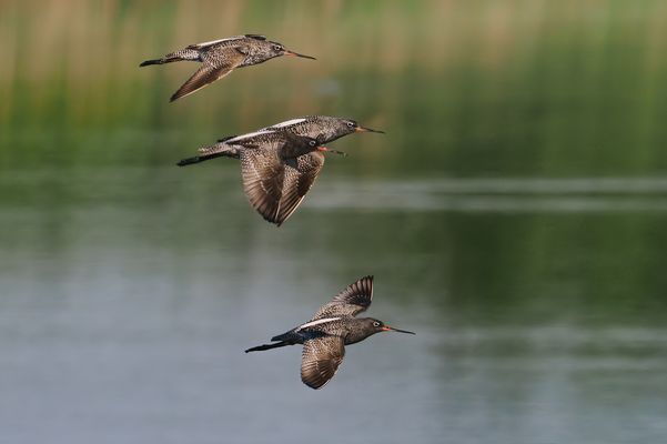 Dunkle Wasserläufer