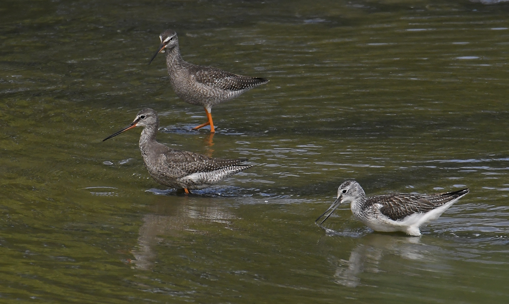 Dunkle Wasserläufer & Grünschenkel 