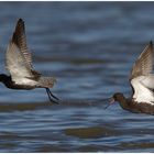 Dunkle Wasserläufer im Streit