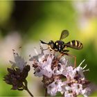 Dunkle Wespendickkopffliege (Conops flavipes) - Männchen