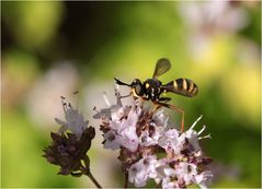 Dunkle Wespendickkopffliege (Conops flavipes) - Männchen