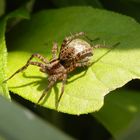 Dunkle Wolfspinne (Pardosa amentata) - Weibchen mit Eikokon