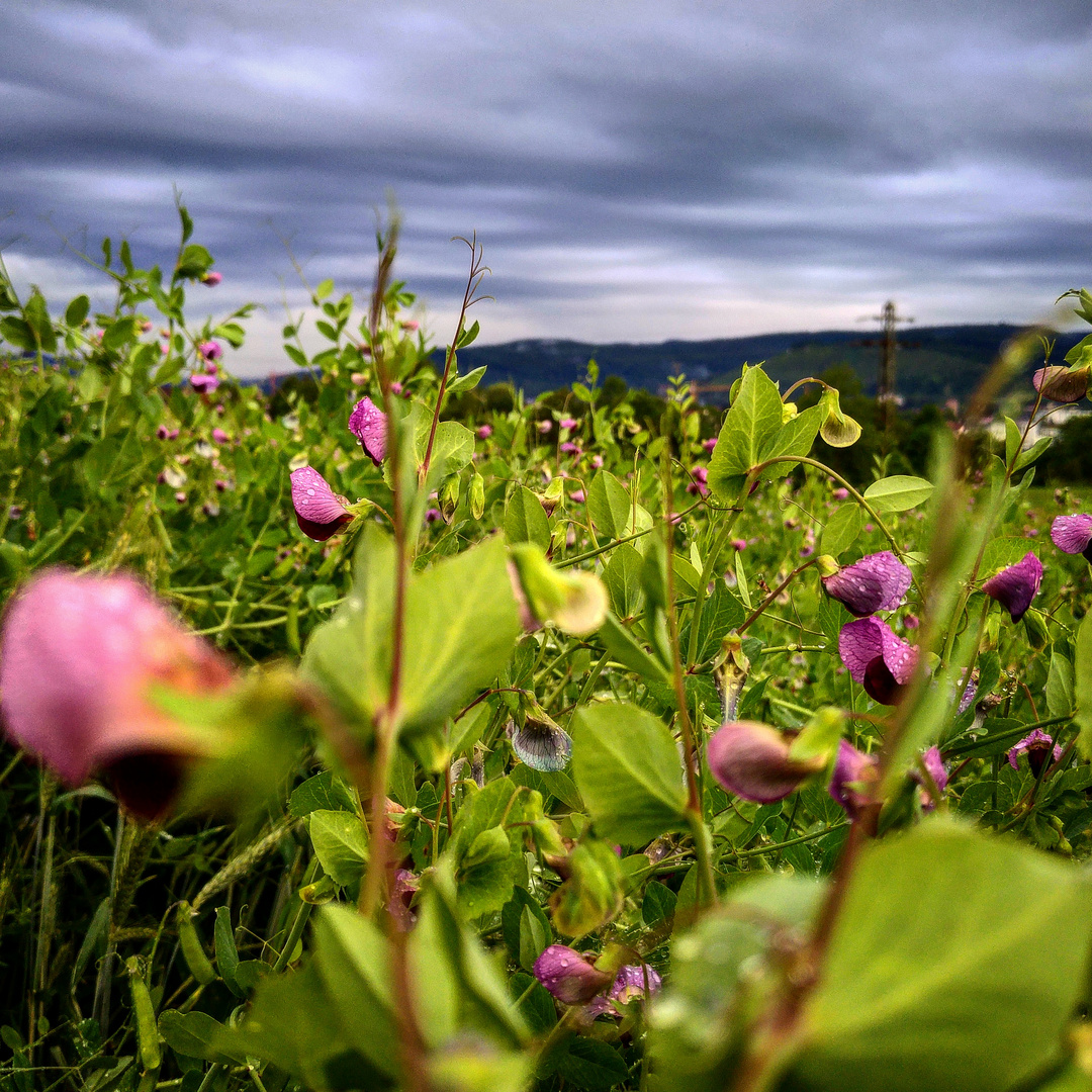 Dunkle Wolken am Horizont