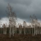 Dunkle Wolken, eine verblühte Heide und schöne Birken