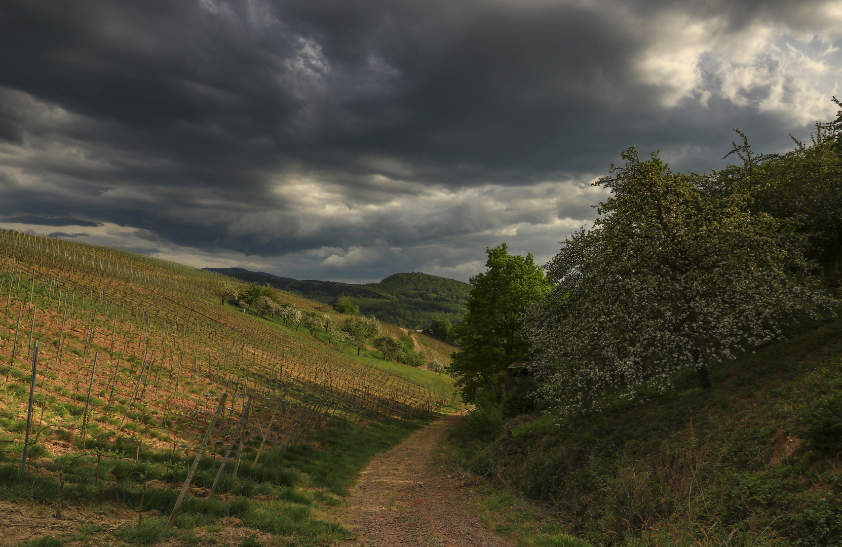 Dunkle Wolken liegen über dem Weinberg