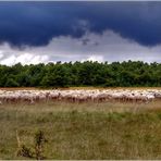 Dunkle Wolken machen Schafen nichts aus.