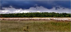 Dunkle Wolken machen Schafen nichts aus.