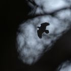 Dunkle Wolken, Regen und dazu noch rabenschwarze Vögel