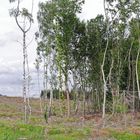 Dunkle Wolken über dem Arnsberger Wald!